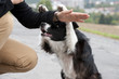 Versteckspiel mit Border Collie
