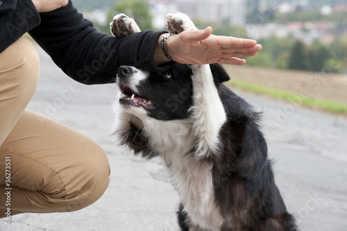 Foto: Versteckspiel mit Border Collie Versteckspiel mit Border Collie