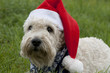 Irish Soft Coated Wheaten Terrier mit Weihnachtsmütze
