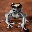 poison dart frog