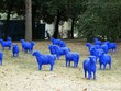 pecore blu