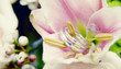 Wedding ring on a pink flower Wedding ring on a pink flower