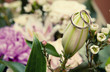 Wedding rings on a flower Wedding rings on a flower