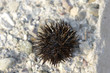 stachelball