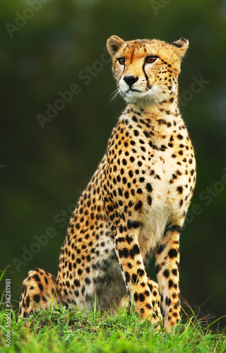 Photo: Wild african cheetah Wild african cheetah
