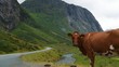 norwegische Kuh