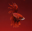 red siamese fighting fish, betta fish on red background