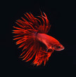 red siamese fighting fish, betta fish on black background