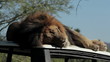 Video: Lion in the wilds Lion in the wilds