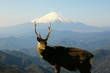 Photo: Fujiyama and a deer Fujiyama and a deer