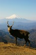 Photo: Fujiyama and a deer Fujiyama and a deer