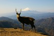 Photo: Mt.Fuji and a deer Mt.Fuji and a deer