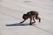 Baby macaco Baby macaco