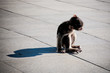 Baby Monkey Sitting On Wooden Deck Baby Monkey Sitting On Wooden Deck