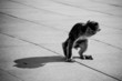 Baby macaco Baby macaco