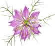 nigella
