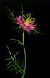 magic nigella flower on black background