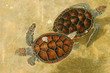 Tartarughe