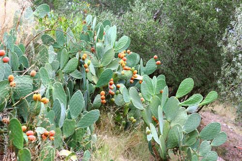 Photo: Feigenkaktus Feigenkaktus