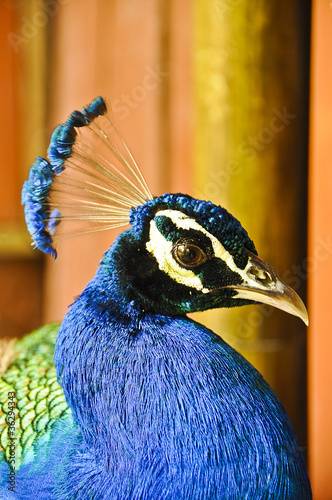 Photo: Colorful Peacock Colorful Peacock