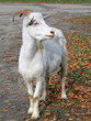 White goat.
