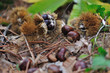 Marrons