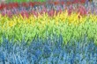 Foto: Heathers - Calluna vulgaris Heathers - Calluna vulgaris