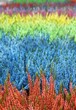 Calluna vulgaris - Heather