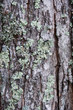 Tree Bark Background