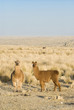 Llamas