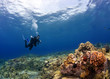 Diver checking out the Coral in Hawaii
