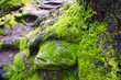 Photo: Moss Moss