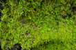 Moss