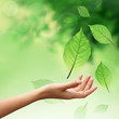 Photo: Hand with nature element leafs Hand with nature element leafs