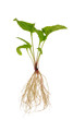 Echinacea purpurea  seedling over white background