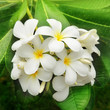 Branch of tropical flowers frangipani (plumeria)