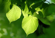 green foliage glowing in sunlight