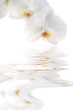 Orchidée Phalaenopsis blanc