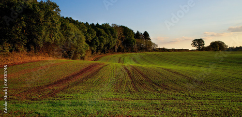 Photo: new crop on farmers field new crop on farmers field