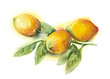 Watercolor -Lemons-