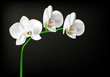 white orchid