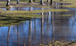 Trees and water