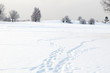 A winter landscape