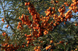 Sanddornbeeren