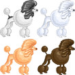 vector color sketch of the dog Poodle breed of different colors