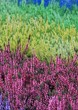 Multicolor calluna heathers