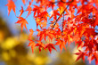 herbstlaub2