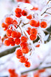 ice ashberry