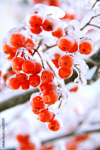 Photo: ice ashberry ice ashberry
