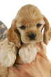 hands holding puppy